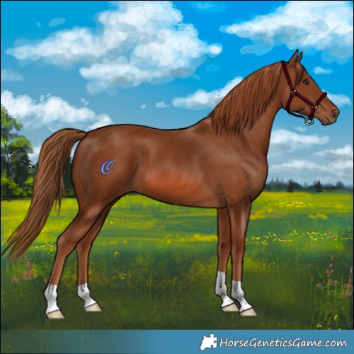 Horse Color:Chestnut 