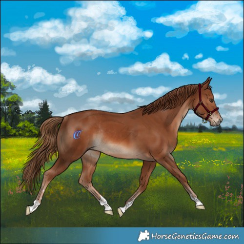 Horse Color:Chestnut Rabicano 