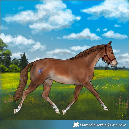Horse Color:Chestnut Rabicano 