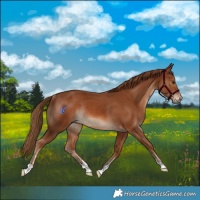 Horse Color:Chestnut Rabicano
