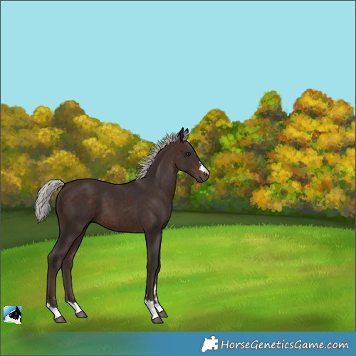 Horse Color:Silver Brown 