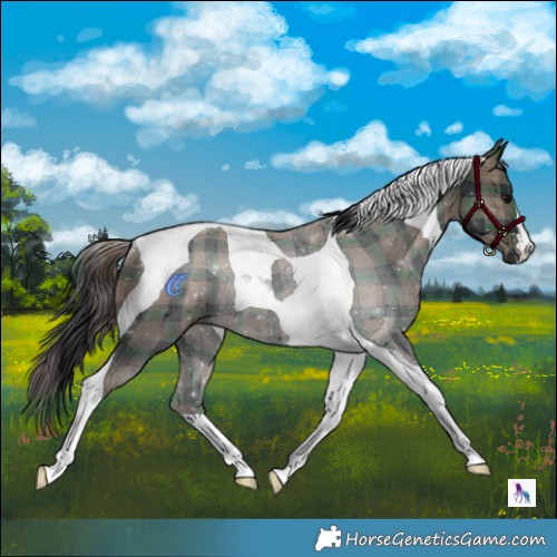 Horse Color:Plaid  Black Tobiano Rabicano 