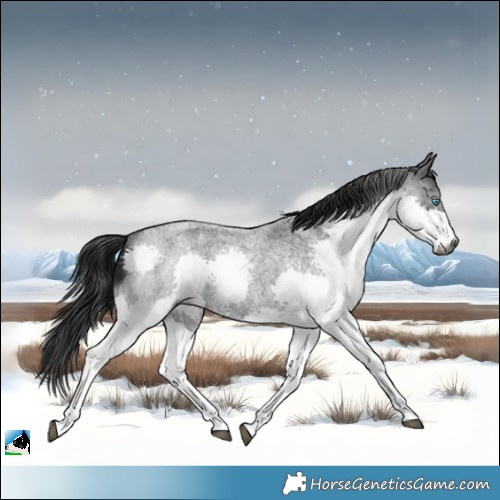 Horse Color:Gray Blue Roan Splash 