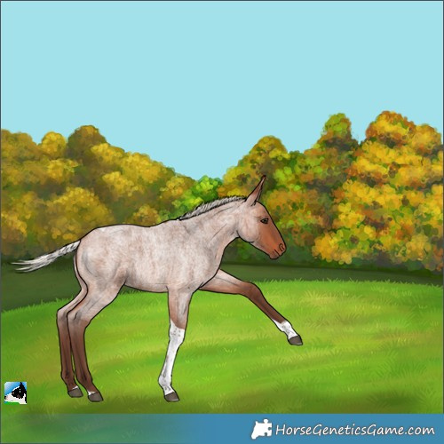 Horse Color:Silver Bay Roan Tobiano 