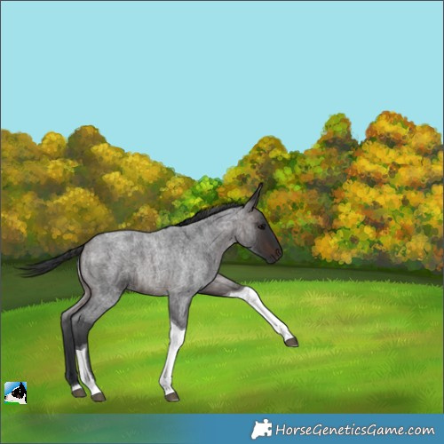 Horse Color:Brown Roan Tobiano 