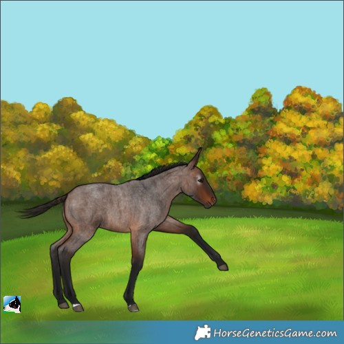 Horse Color:Gray Bay Roan 