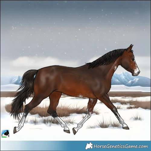 Horse Color:Gray White Spotted Bay Tobiano 