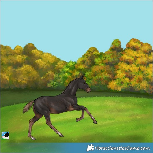 Horse Color:Liver Chestnut Rabicano 