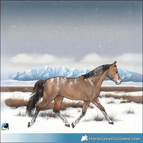 Horse Color:Powder White Bay Dun 