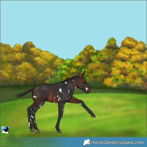 Horse Color:White Spotted Bay