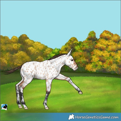 Horse Color:Bay Roan Dun Appaloosa 