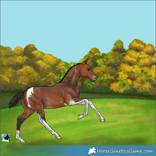 Horse Color:Bay Tobiano 