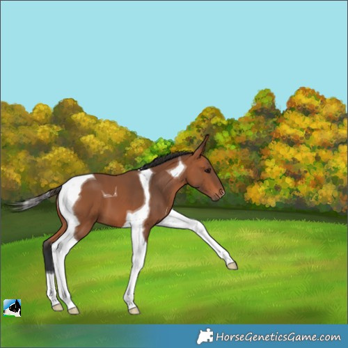 Horse Color:Bay Tobiano