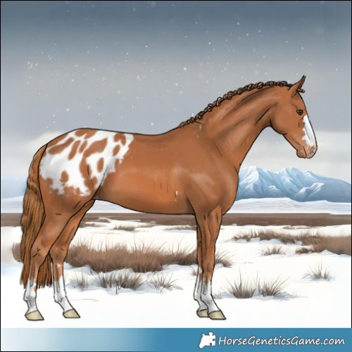Horse Color:Chestnut Blanket 