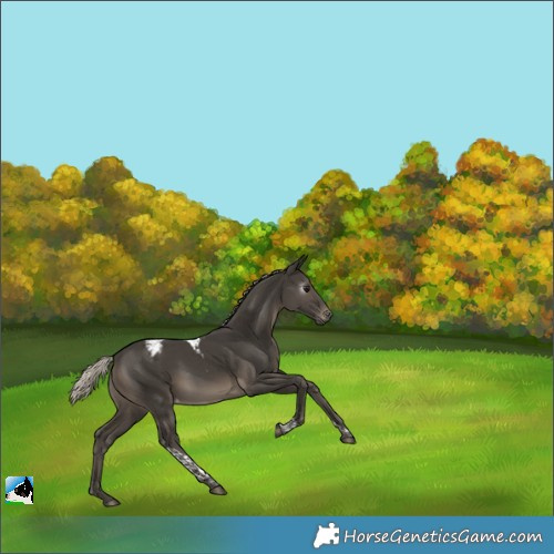 Horse Color:Gray Silver Smoky Black Tobiano Appaloosa 