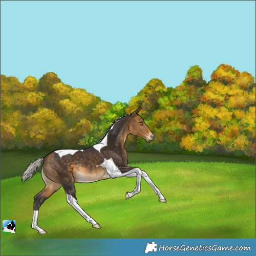 Horse Color:Silver Buckskin Tobiano 