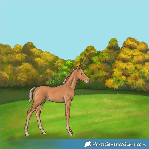 Horse Color:Gray Cremello 