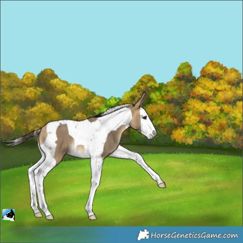 Horse Color:Buckskin Dun Splash Tobiano Rabicano