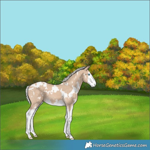 Horse Color:White Spotted Silver Perlino Splash 