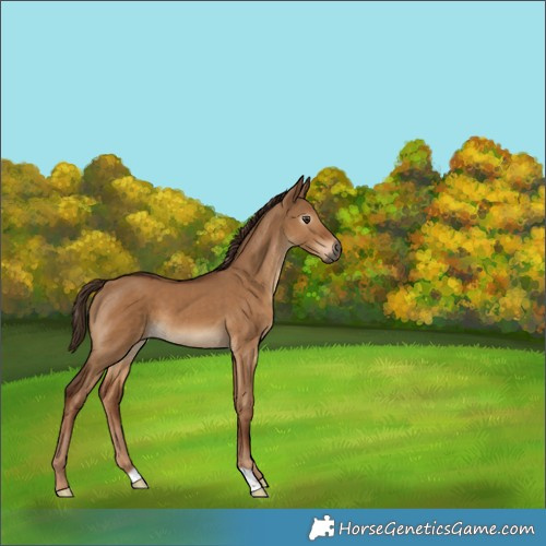 Horse Color:Gray Red Dun