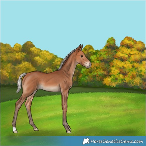 Horse Color:Silver Bay