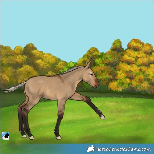 Horse Color:Gray Silver Bay Dun