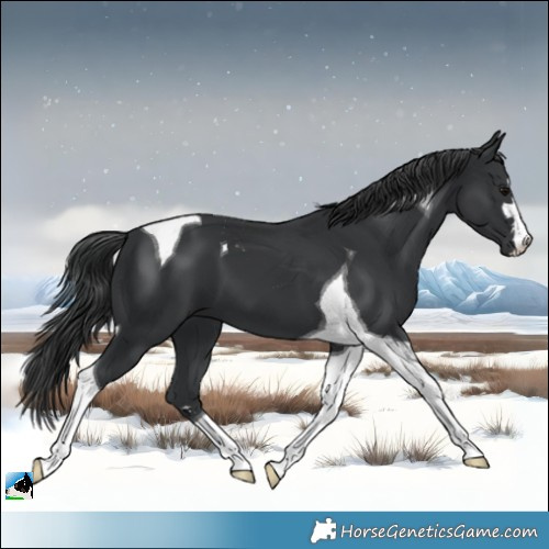 Horse Color:Black Tobiano 