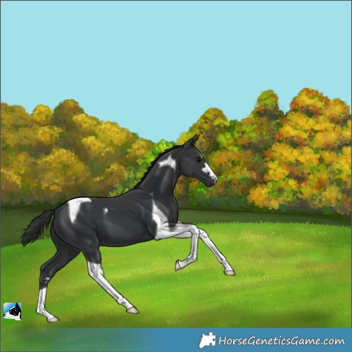 Horse Color:Black Tobiano 