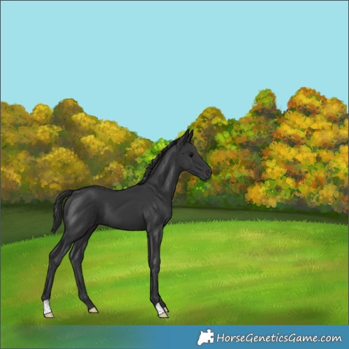 Horse Color:Black 