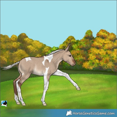 Horse Color:Silver Brown Dun Tobiano Rabicano 
