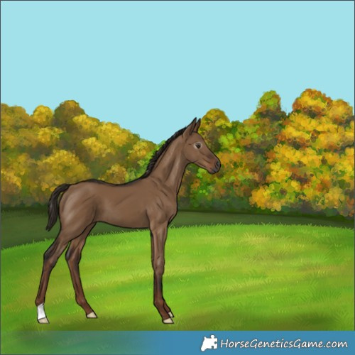 Horse Color:Gray Liver Red Dun 