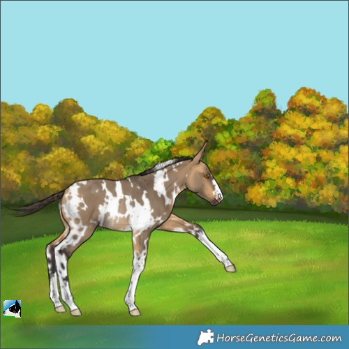 Horse Color:White Spotted Buckskin Dun Rabicano