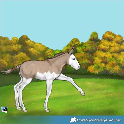 Horse Color:Liver Red Dun Splash 