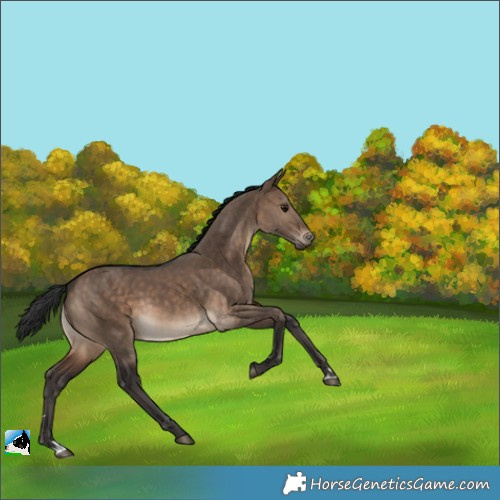 Horse Color:Brown Dun 