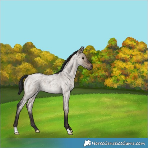 Horse Color:Brown Roan Dun 