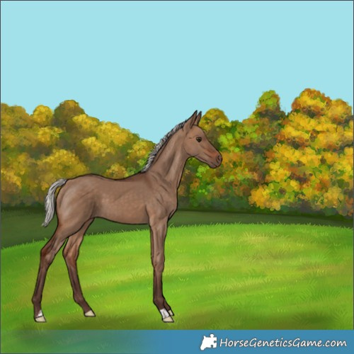 Horse Color:Silver Bay Dun 