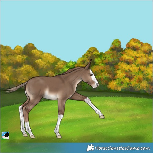 Horse Color:Liver Red Dun Splash