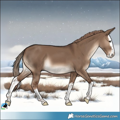 Horse Color:Liver Red Dun Splash 