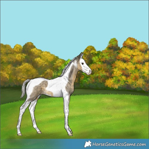 Horse Color:Silver Buckskin Roan Dun Splash Tobiano