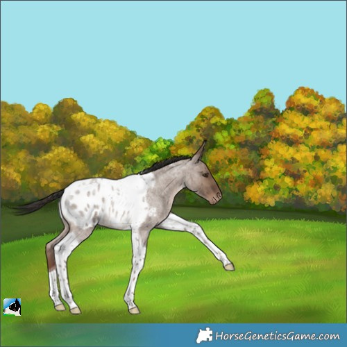 Horse Color:Liver Red Dun Roan Tobiano Appaloosa 