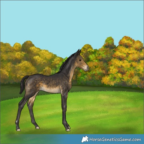 Horse Color:Buckskin 
