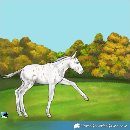 Horse Color:Chocolate Palomino Dun Splash Tobiano Appaloosa Rabicano 