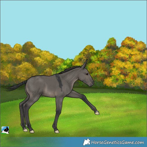 Horse Color:Grullo Rabicano