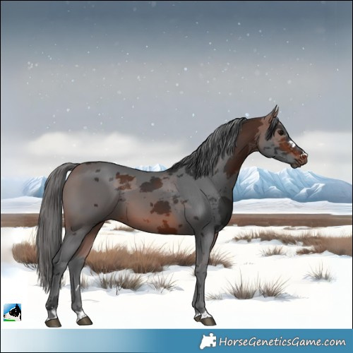 Horse Color:Bay Merle
