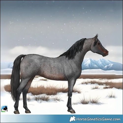 Horse Color:Brown Roan 