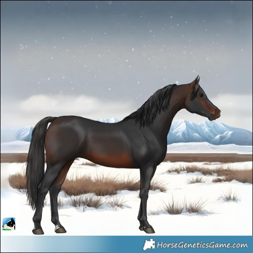 Horse Color:Brown 