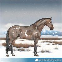 Horse Color:White Spotted Bay Dun Merle