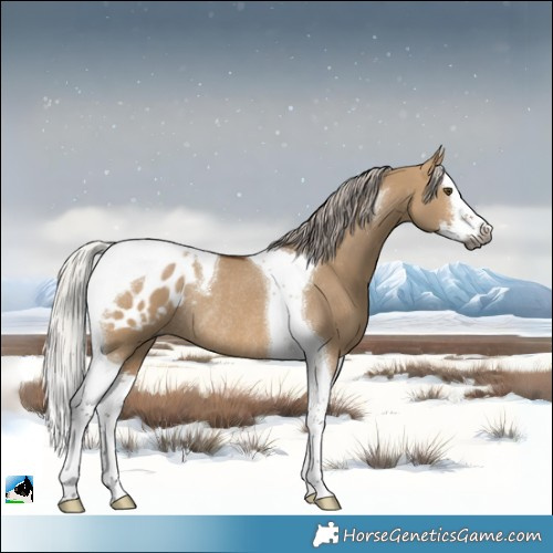 Horse Color:Gray White Spotted Silver Bay Dun Splash Tobiano Appaloosa Rabicano 
