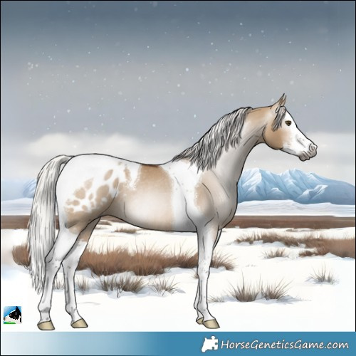 Horse Color:Gray White Spotted Silver Bay Dun Splash Tobiano Blanket Rabicano 