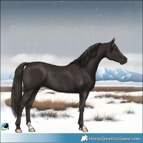 Horse Color:Liver Chestnut Rabicano 